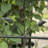 Metal Garden Trellis, 2 Pack Metal Trellis for Climbing Plants, Indoor/Outdoor Plant Trellis for Potted Plants, House Plants, Climbing Vines, Flowers and Vegetables, Lawn Garden Fence Decor Screen - Image 5