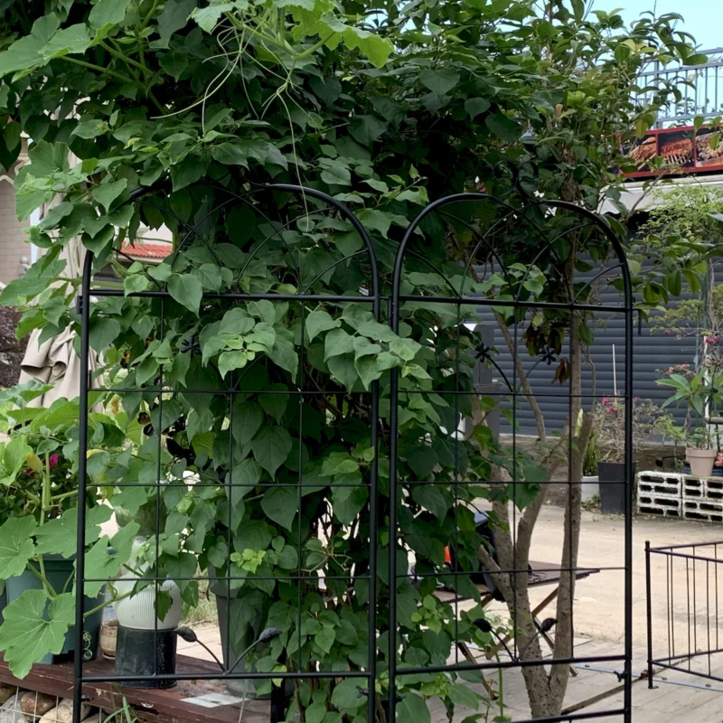 Metal Garden Trellis, 2 Pack Metal Trellis for Climbing Plants, Indoor/Outdoor Plant Trellis for Potted Plants, House Plants, Climbing Vines, Flowers and Vegetables, Lawn Garden Fence Decor Screen - Image 4