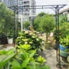 Metal Garden Arch L80.3'' x W20.47'' x H81.1'' Climbing Plants Support Rose Arch Outdoor Black - Image 9