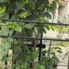 Metal Garden Trellis, 2 Pack Metal Trellis for Climbing Plants, Indoor/Outdoor Plant Trellis for Potted Plants, House Plants, Climbing Vines, Flowers and Vegetables, Lawn Garden Fence Decor Screen - Image 10